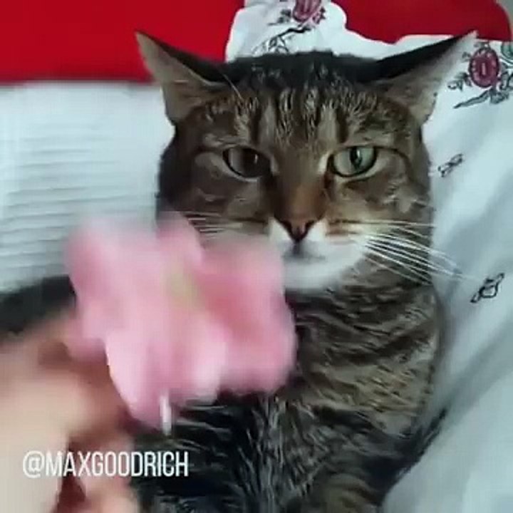Cat Transcendence