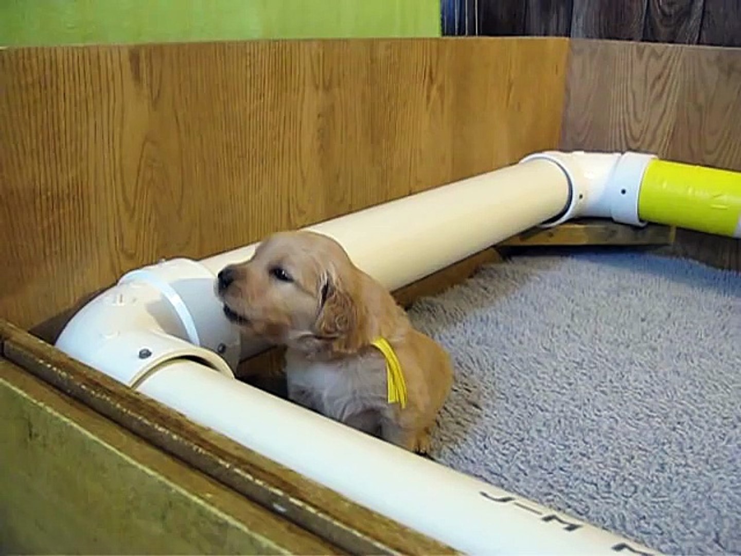 Golden Retriever puppy howling!!!