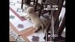 Golden Retriever Puppy attacks slippers