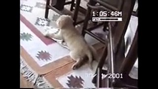 Golden Retriever Puppy attacks slippers
