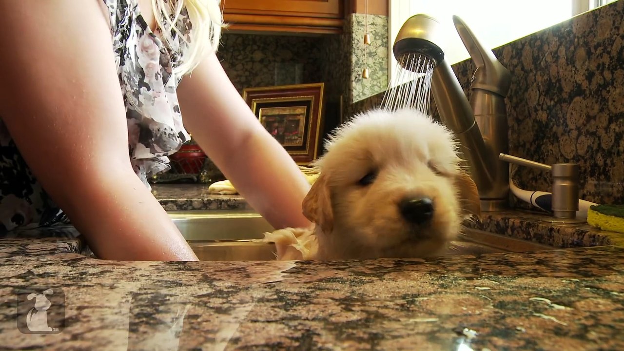 Golden Retriever Puppy Taking A Bath