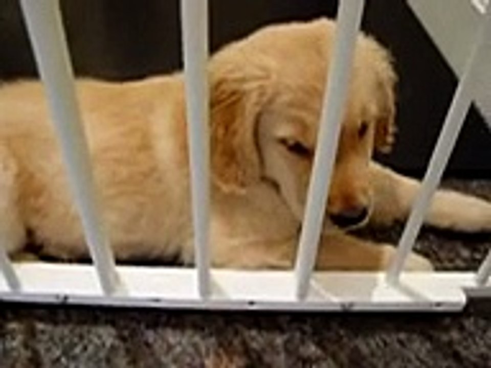 Golden Retriever Puppy with Hiccups