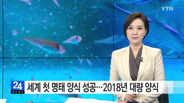 세계 최초 명태 양식 성공...2018년 대량 양식 / YTN (Yes! Top News)