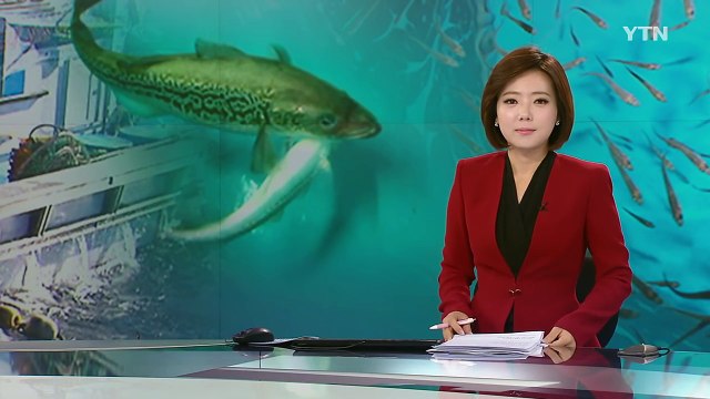 명태 양식 세계 최초로 성공...밥상에 자주 오른다 / YTN (Yes! Top News)