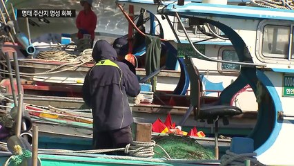 '명태 고장 옛 명성 되찾을까?'...동해안 주민 기대 / YTN (Yes! Top News)