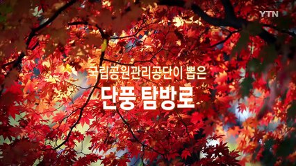 [영상] 국립공원관리공단이 뽑은 단풍 탐방로 6선 / YTN (Yes! Top News)