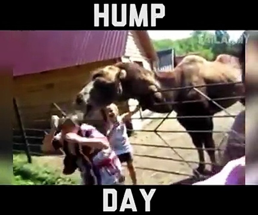 Funny Camels, Guess what day itttt isssssss!!!!!
