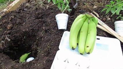 It puts an egg and a banana in the ground. The reason is crazy