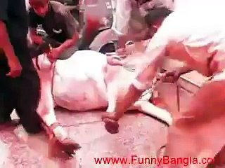 Fighting Cow