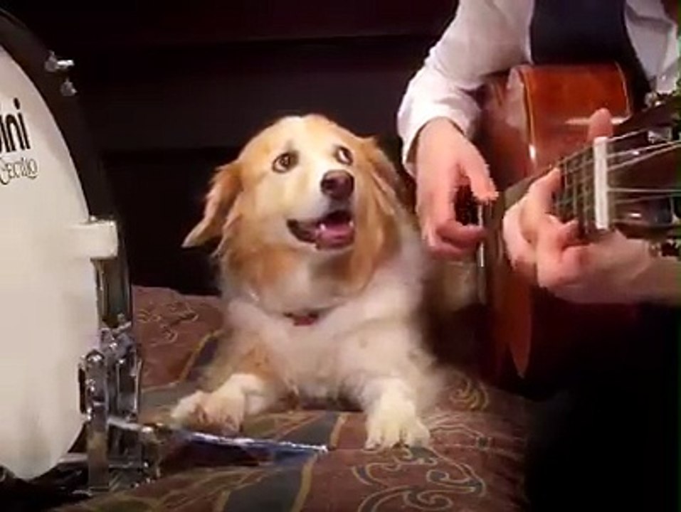Music Lover Dog