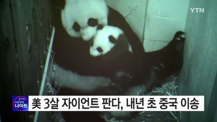 美 3살 자이언트 판다, 내년 초 중국 이송 / YTN (Yes! Top News)