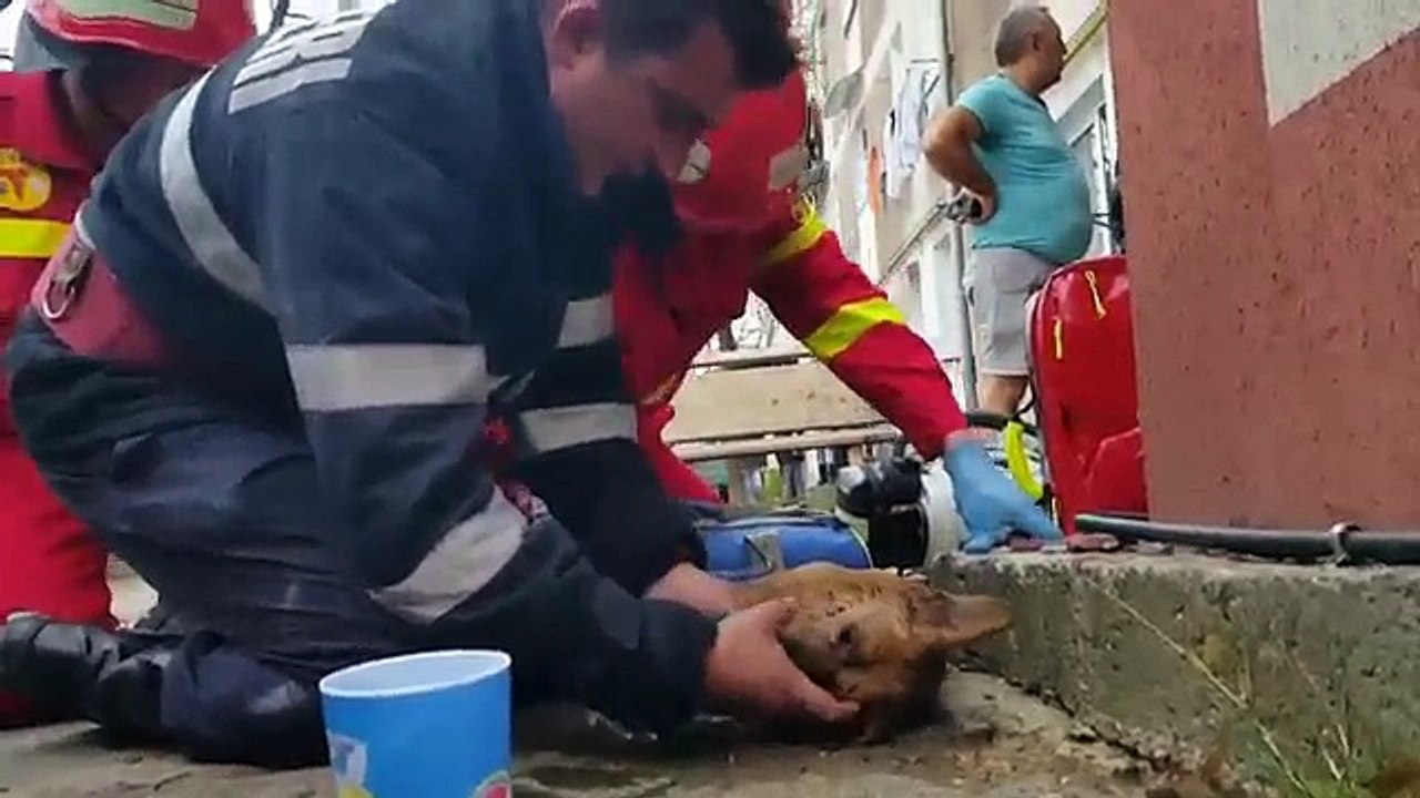 Bombeira salva a vida a cão com respiração boca-a-boca