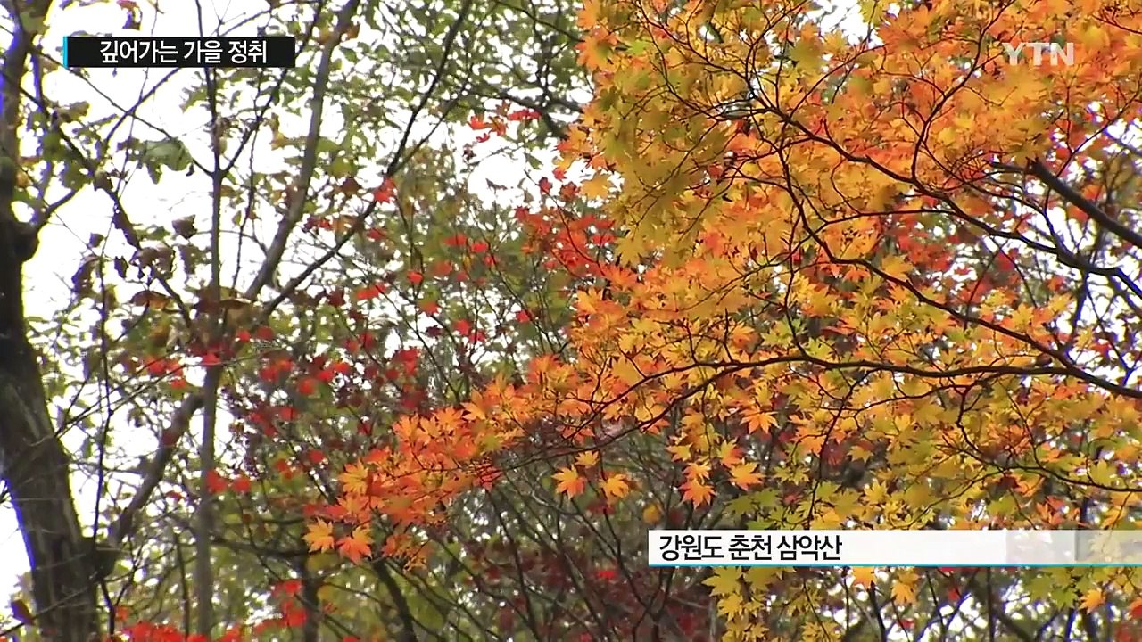 깊어가는 가을...국화 향기 가득 / YTN (Yes! Top News)