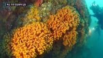 [영상] 독도에서 멸종위기 산호 대규모 발견 / YTN (Yes! Top News)