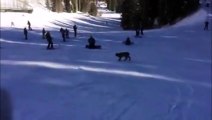 Un lynx s'incruste sur une piste de ski sous les yeux de skieurs stupéfaits