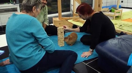 Ce lapin joue parfaitement bien au Jenga. Il va vous bluffer !