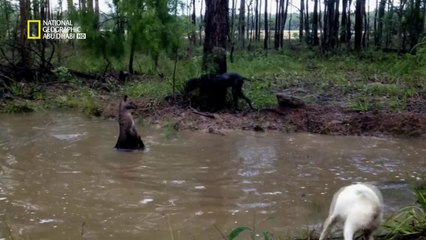 الملاكمة من الوزن الثقيل ( كلب جريت دان Vs الكنغر )