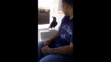 Un corbeau atterri à côté de ce gars et lui déclame tout bonnement un « fuck you »