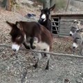 The last donkey thinks it's so clever