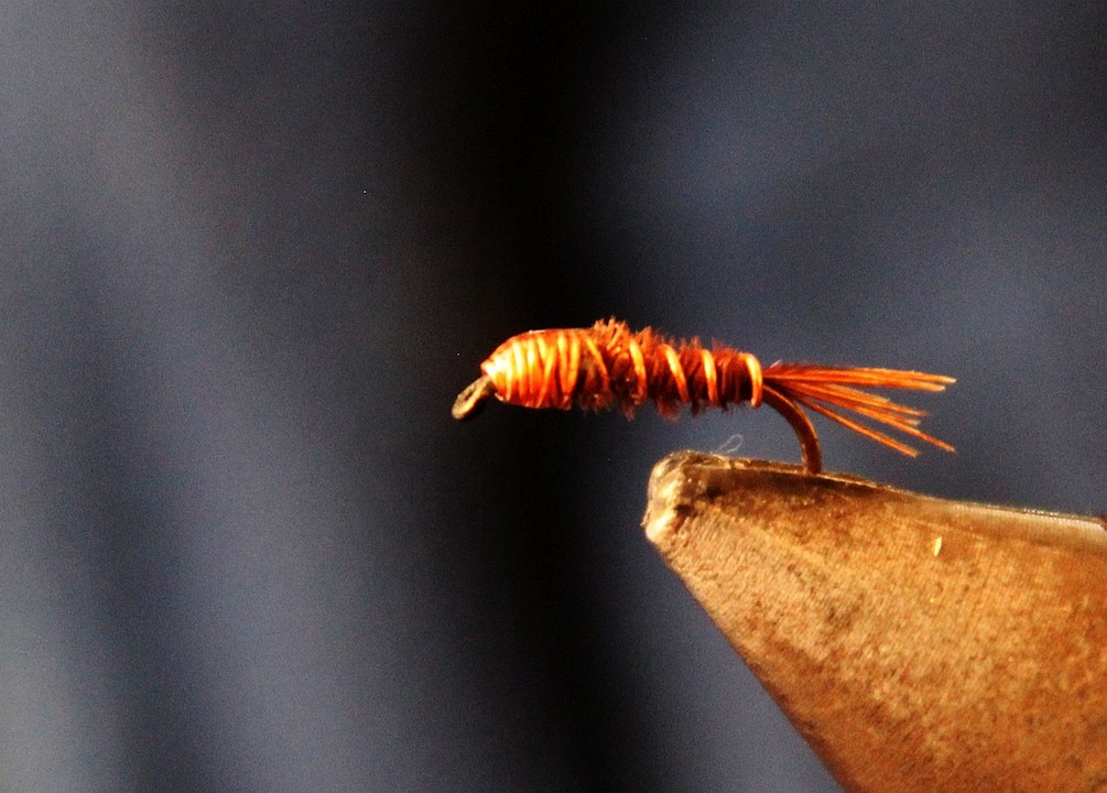 La pheasant cuivre