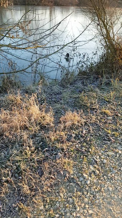 Un chien tombe dans l'eau gelée de la Seille à Louhans en poursuivant un ragondin