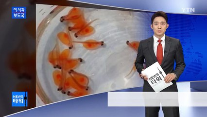 국산 양식 연어 내일 국내 첫 출하 / YTN (Yes! Top News)