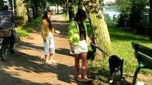 Chow-Chow ASKO KOłOBRZEG