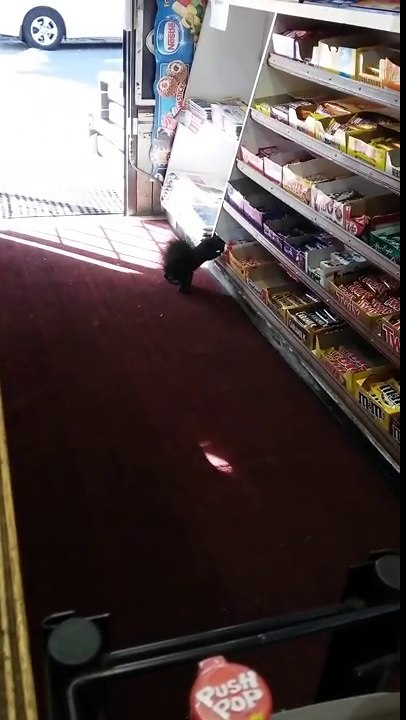 Squirrel caught stealing a chocolate bar!  Part 2