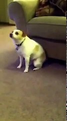 crazy dog dancing - YouTube