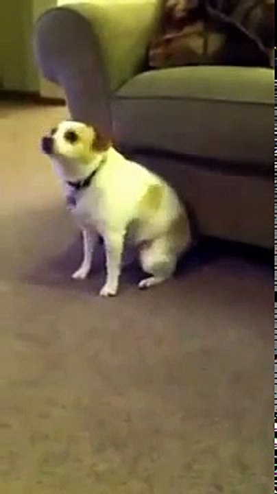 crazy dog dancing - YouTube