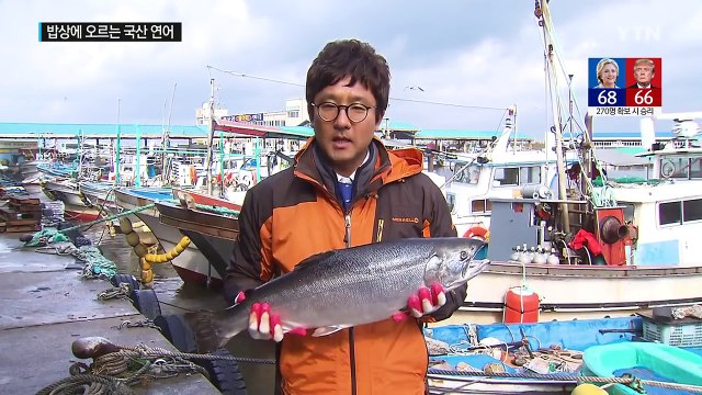 국산 양식 연어 밥상에 오른다...국내 유통 시작 / YTN (Yes! Top News)