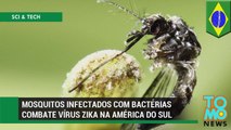 Mosquitos infectados com bactérias usados ​​na luta contra Zika.