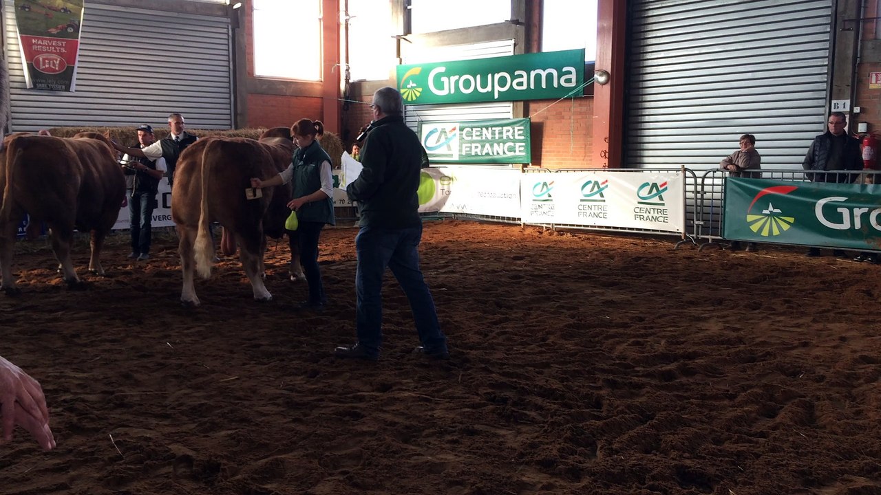 Iceberg au concours Limousin de Varennes sur Allier en octobre 2016