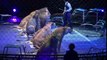 Best Tigers vs Lions Circus Ever│ Lion attack Tiger