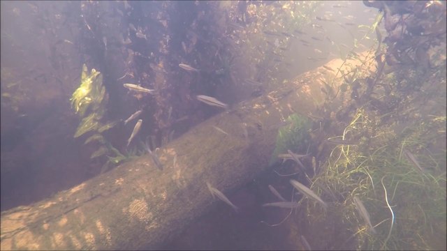 Rivière androscoggin : rivière des abris sous roches de falaise