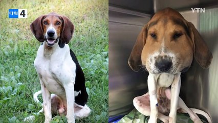 "우리 강아지 맞아?" 달라진 동물들 / YTN (Yes! Top News)