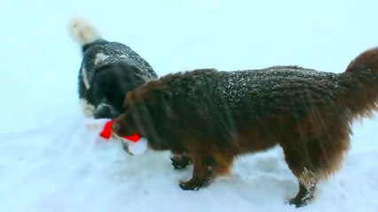 Deux gros chiens se disputent un bonnet !