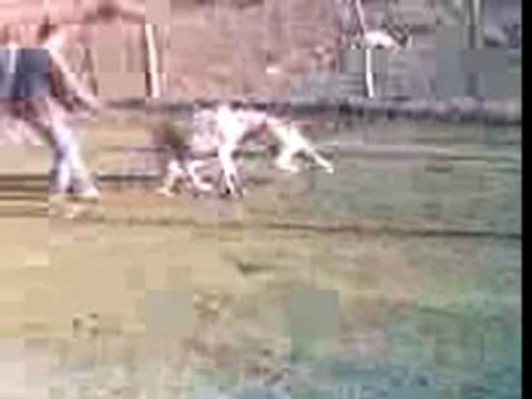 бой без правил