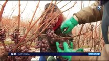 Viticulture : vendanges très tardives en Alsace