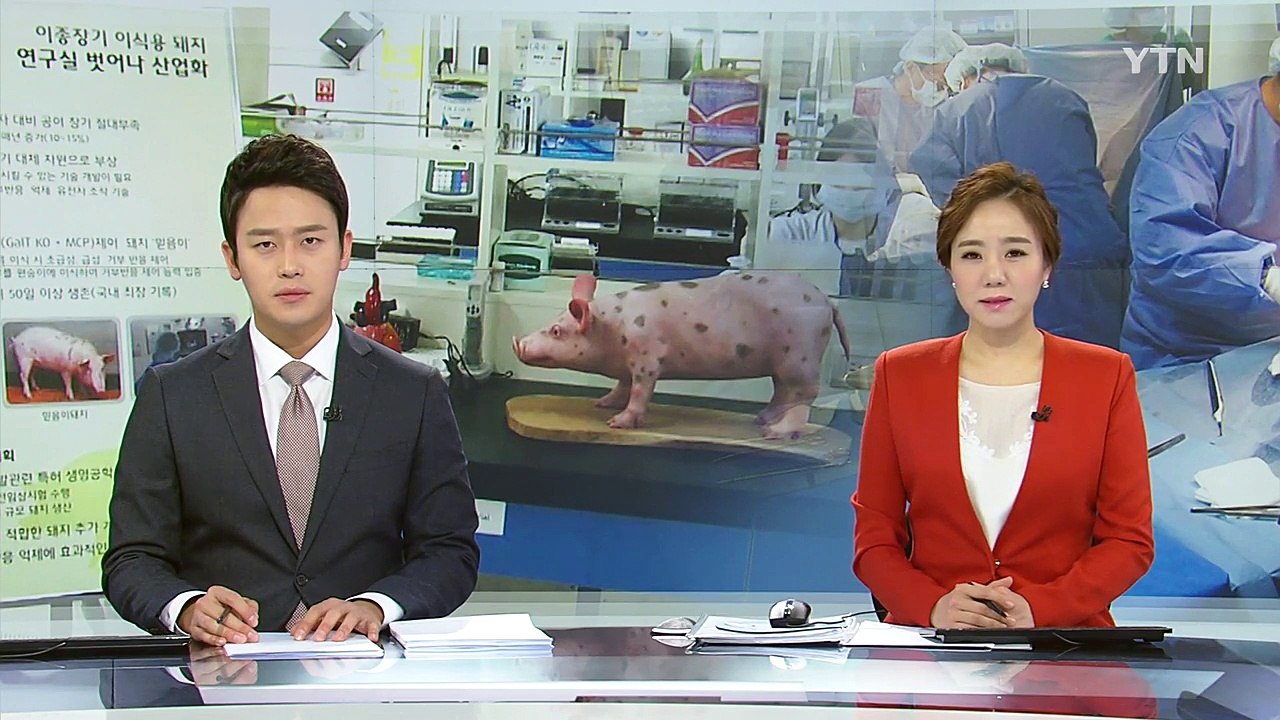 돼지 심장 이식받은 원숭이, 50일 이상 생존 / YTN (Yes! Top News)