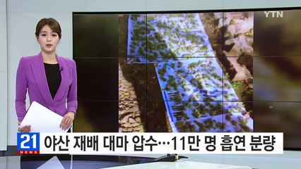 야산 재배 대마 압수...11만 명 흡연 분량 / YTN (Yes! Top News)