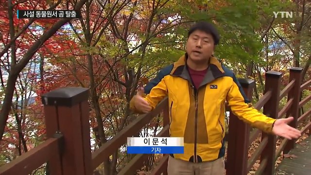 일주일 만에 또 곰 탈출...또 맹수 관리 구멍 / YTN (Yes! Top News)