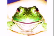 Happy Birthday to You - Tommy the Toad Frog[1]