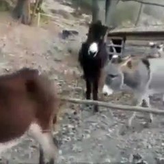 Zıplamaya üşenen eşek çareyi devrim yapmakta buldu