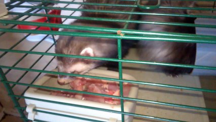 MES FURET DU 07.01.2017.