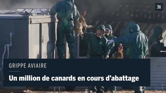 Grippe H5N8 : un million de canards en cours d'abattage dans le Sud-Ouest