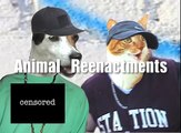 Ultimate Cat Tease Part 2 (Ultimate Dog Tease Parody)-3RwQ01P8Kcg