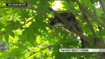 국립공원은 희귀 야생 동식물 피난처 / YTN (Yes! Top News)