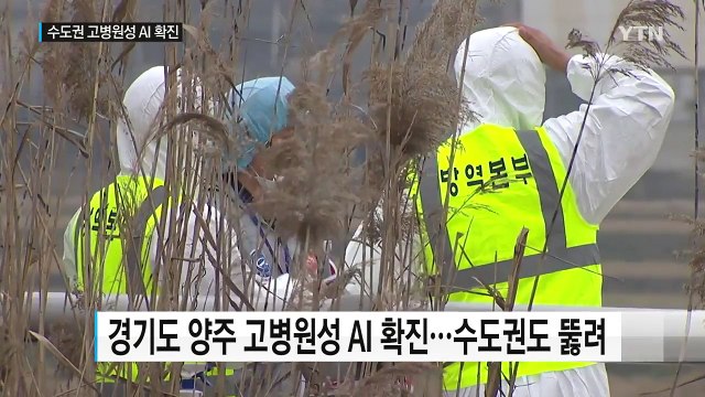 수도권서도 고병원성 확진...AI 바이러스 변이 가능성 우려 / YTN (Yes! Top News)
