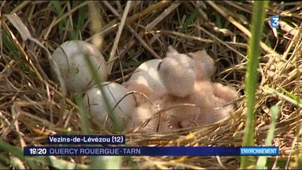SOS busards en Aveyron protège un nid de Busard Saint-Martin suite à la fauche de la parcelle agricole. Succès !